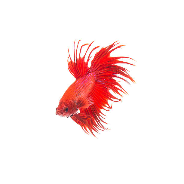 istock orange red siamese fighting fish, betta splendens 495933314