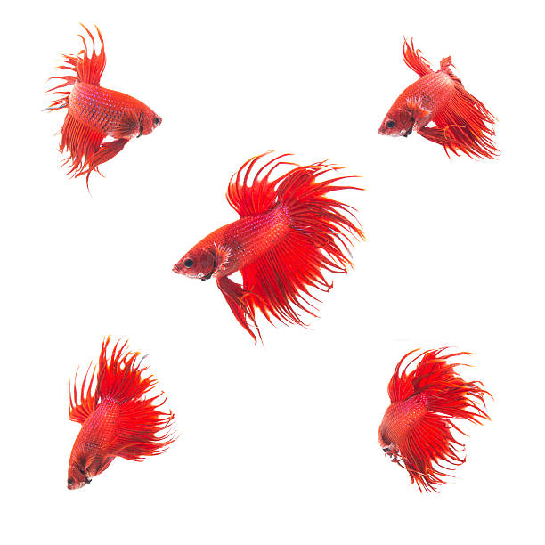istock Collection Group of orange red siamese fighting fish 495933566