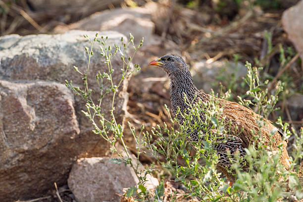istock Natal francolin in Kruger National park 495934646