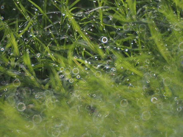 istock several bubbles on top of grass in the morning 495935366