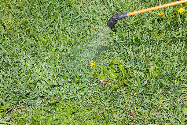 istock Device of spraying pesticide. 495948942