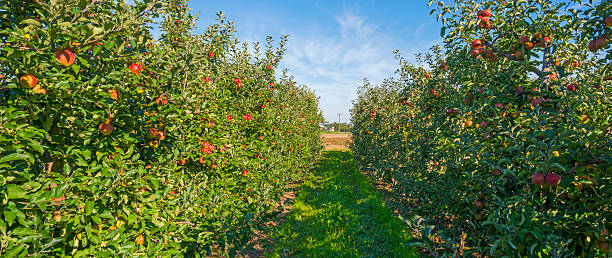 istock Orchard with apple trees in a field in summer 495949202