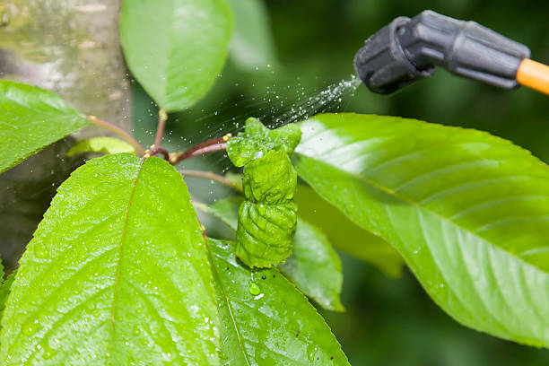 istock Device of spraying pesticide. 495949342