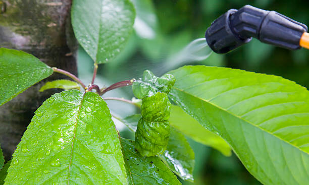 istock Device of spraying pesticide. 495949374