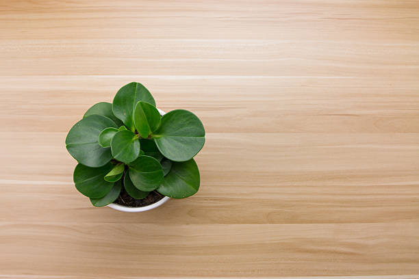 Potted plants on wooden desk