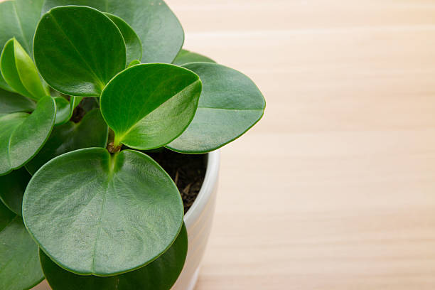 istock Potted plants on wooden desk 495949666