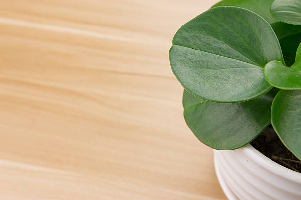 istock Potted plants on wooden desk 495949806