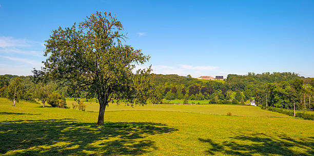 istock Panorama of a sunny green meadow on a hill 495950086