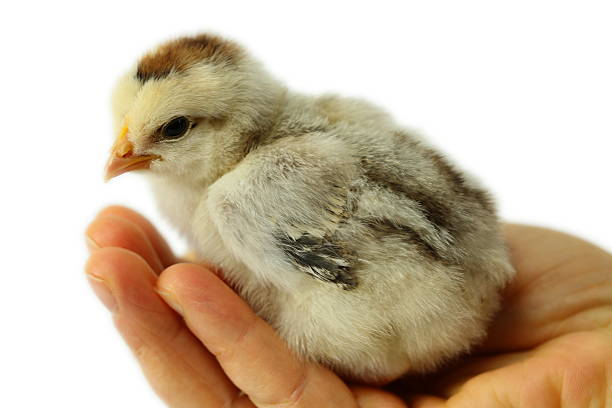 little kurczaki na wewnętrznej stronie dłoni - baby chicken young bird chicken human hand zdjęcia i obrazy z banku zdjęć