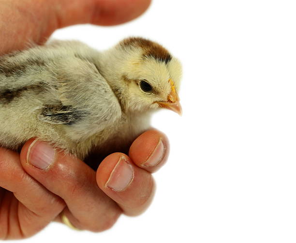 piccolo pollo sul palmo - baby chicken human hand young bird bird foto e immagini stock