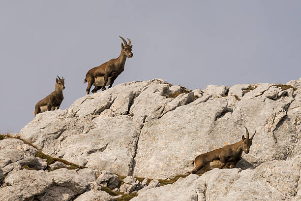 istock Capricorn in the Julian Alps 495951048