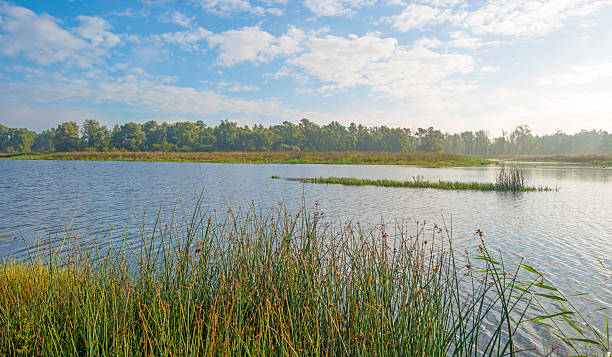 istock Shore of a lake below a blue cloudy sky 495951184