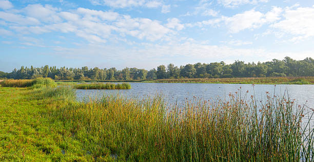 istock Shore of a lake below a blue cloudy sky 495951202
