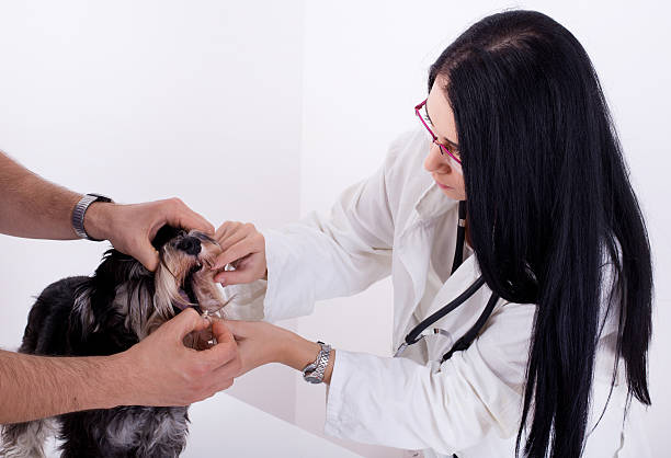 istock Dog examination at veterinarian 495951710