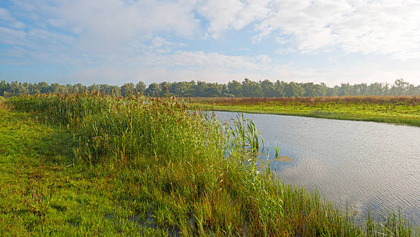 istock Shore of a lake below a blue cloudy sky 495951744