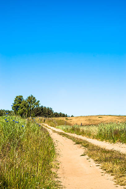 istock Rural landscape. Dirt road among fields  of grain. 495951746