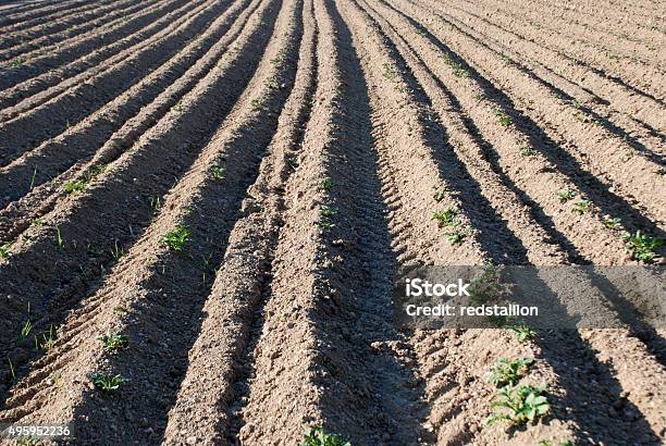 Foto de Campo Arado e mais fotos de stock de 2015 - 2015, Agricultura, Campo