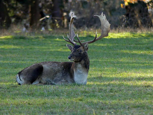 istock Autumn afternoon. Fallow buck  relaxes on the forest clearing. 495952256