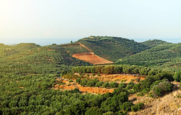 istock Many fruit trees on the plantation. 495952394