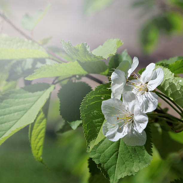 istock Branch cherry blossoms on a sunny day. 495953466