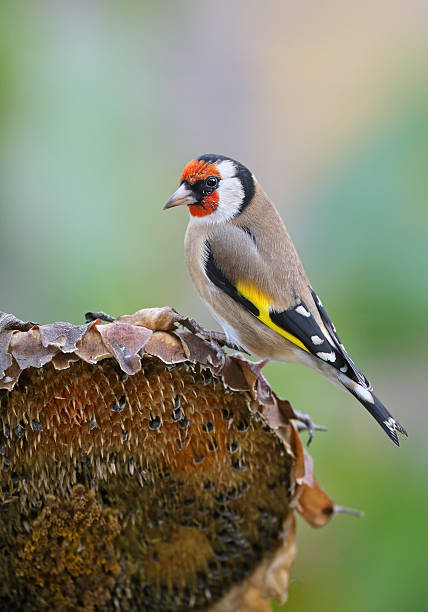 440+ Goldfinch On Sunflowers Stock Photos, Pictures & Royalty-Free Images -  iStock