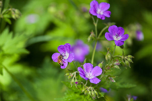 istock Bee set on bluebell flower in the mountain forest, Alps 495956926