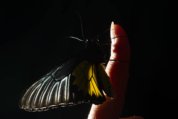 istock Unusual tropical butterflies 495959894