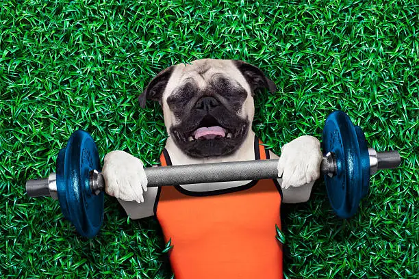 Photo of personal trainer dog