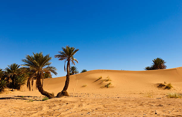 istock palm in the  desert oasis morocco 495961260