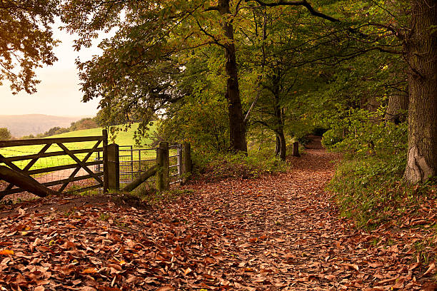 istock Autumn Morning in the Surrey Hills 495961746