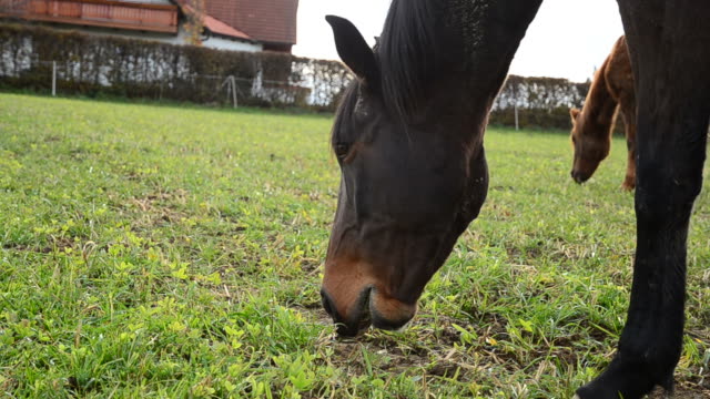 Eating brown horse