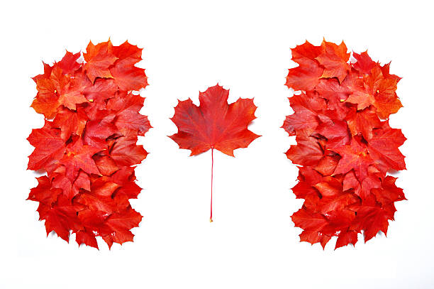 bandeira do canadá - flag canada canadian flag maple leaf imagens e fotografias de stock