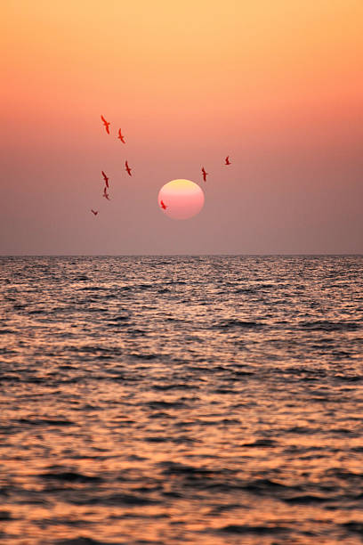 istock Sunset Seascape with Birds 495978222