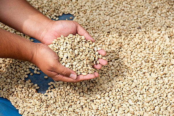 istock dry coffee bean in farmer hand at PhaHi mountrai 495979486