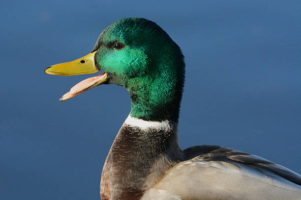 istock Portrait of Quacking Mallard Duck Drake 495979872