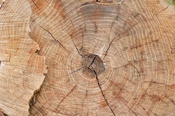 istock texture Stump of tree - section of the trunk 495980046