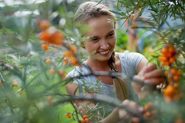 young girl about sea buckthorn in the garden