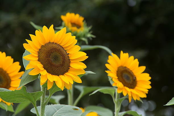 310+ Sunflower Himawari Stock Photos, Pictures & Royalty-Free