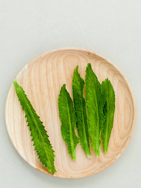 istock Culantro, Long coriander, Sawtooth coriander the herbs for seaso 495983114