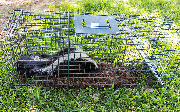 скунс в живых trap - skunk стоковые фото и изображения