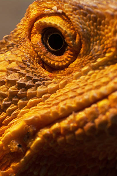 istock Eye of a Bearded Dragon 495983362