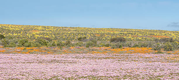 istock Colourful indigenous flowers near Groenrivier 495983366