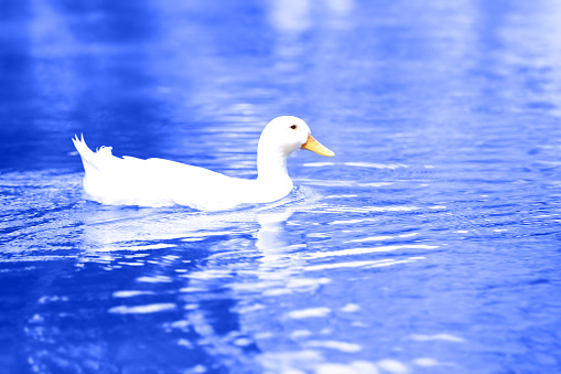 White Duck Floating In Fresh Water . 