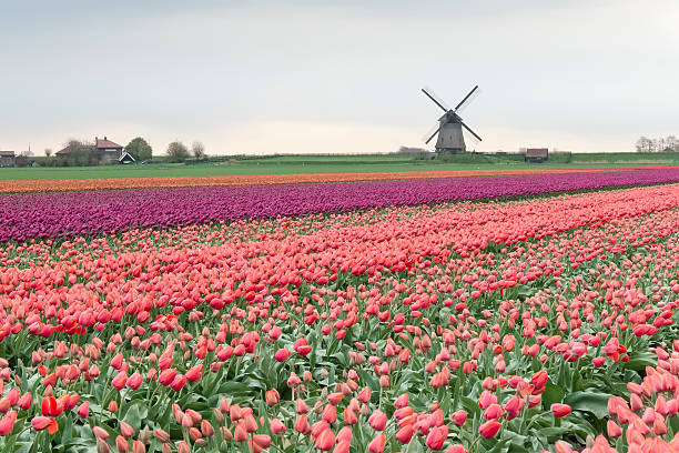 istock Tulips and Windmills in Holland 495986360