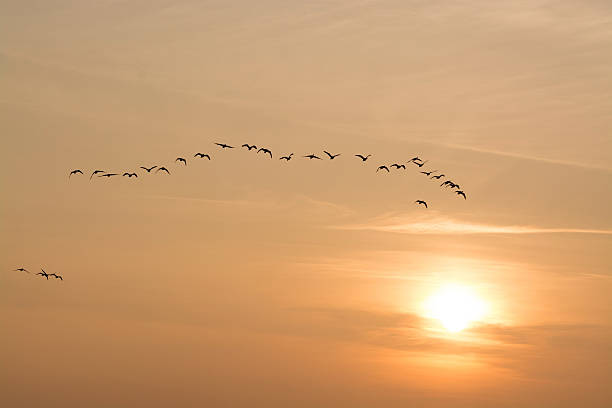 istock Wild Geese in the Sunset 495986840