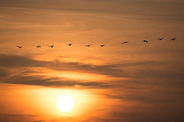 istock Wild Geese in the Sunset 495987532