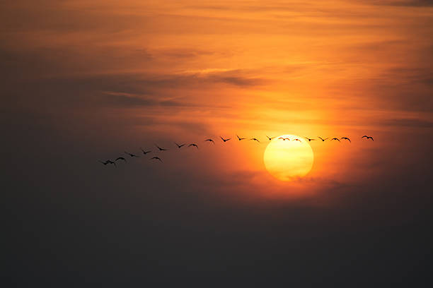 istock Wild Geese in the Sunset 495987858