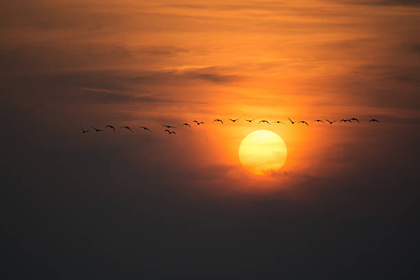 istock Wild Geese in the Sunset 495987876