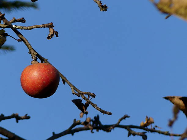 istock Early Autumn. The last apple… 495988284