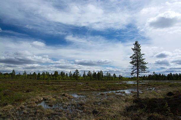 istock Wide Land in Finland 495988874